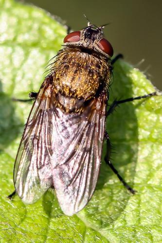 Pollenia sp.